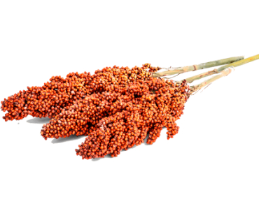 Sorghum